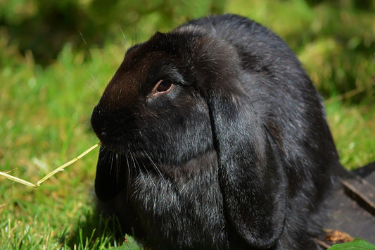Lion lop Charcoal