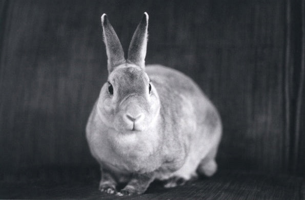 Mini Rex Gray