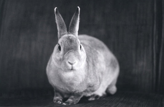 Mini Rex Gray