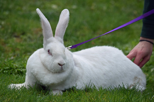 Flemish Giant REW